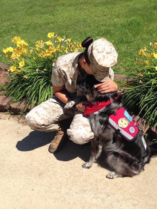 Board and Train Therapy Dog Training in Virginia